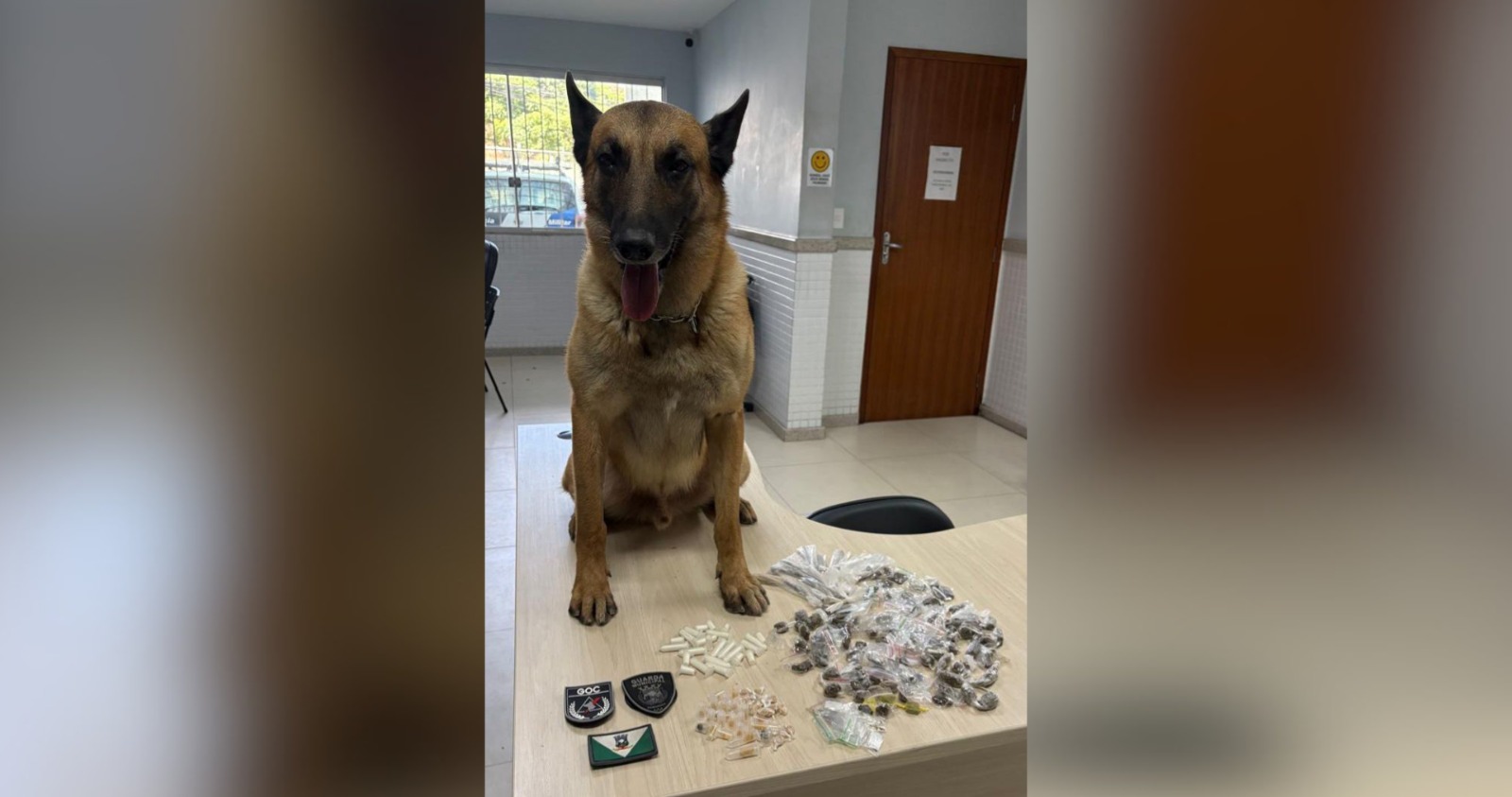 Guarda Municipal apreende drogas com auxílio de cão farejador em Nova Rosa da Penha 