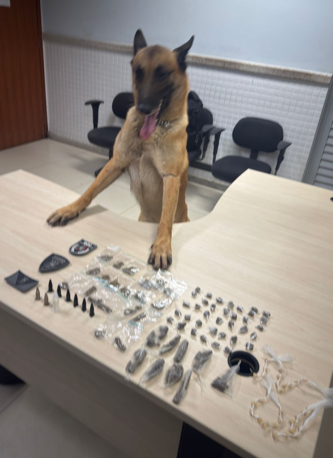 Guarda Municipal localiza drogas com apoio de cão farejador em Rosa da Penha