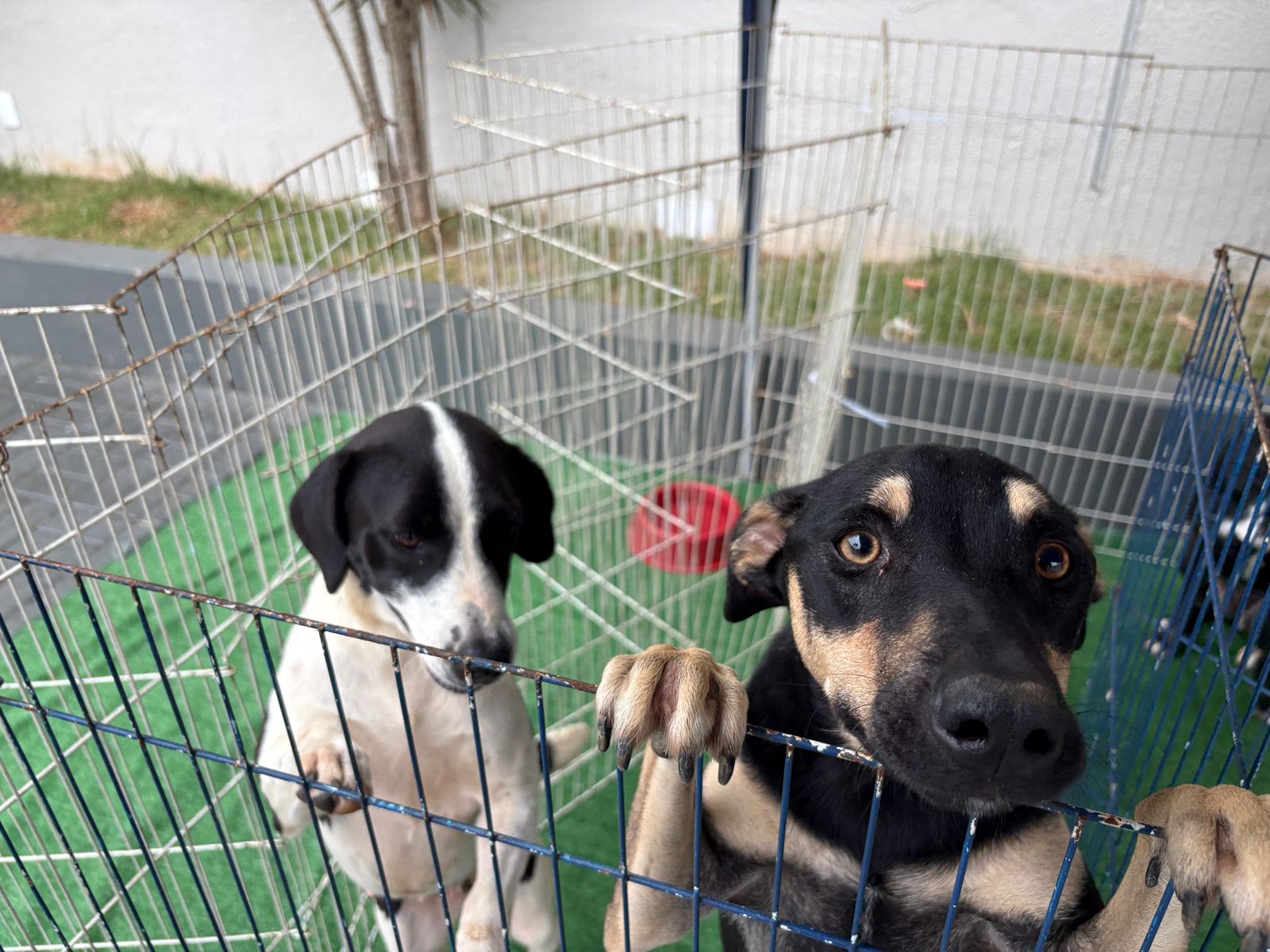Cerca de 20 animais participaram do evento de adoção neste sábado (11)