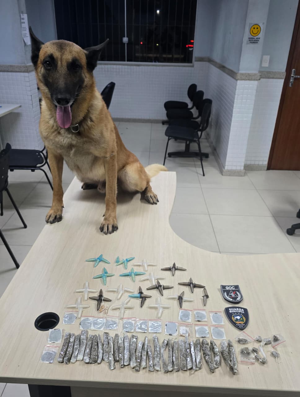 Cão farejador da Guarda de Cariacica ajuda a localizar drogas enterradas em São Benedito