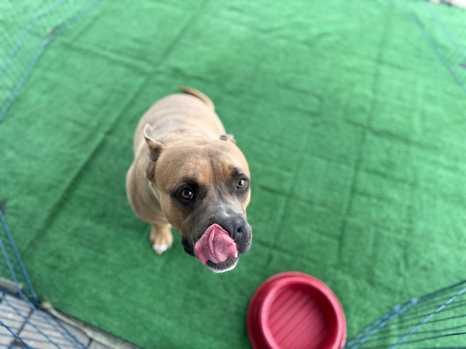 Evento de adoção promove conscientização e aproxima moradores de animais resgatados