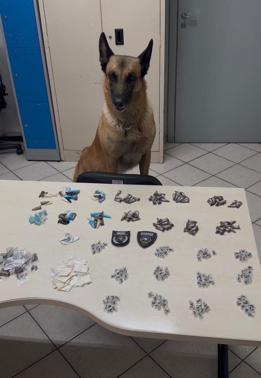 Cão farejador da Guarda Municipal encontra mais de 300 unidades de drogas 