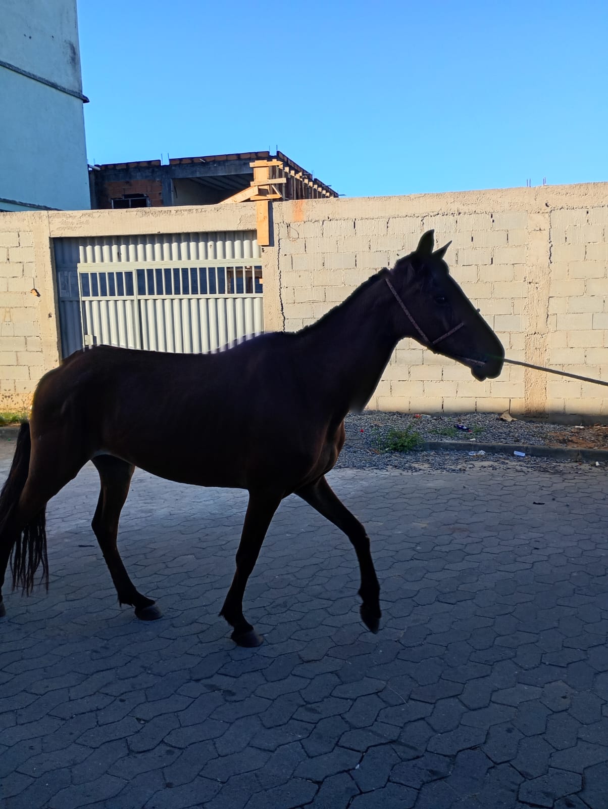 Prefeitura de Cariacica recolhe cavalo solto em via pública no bairro Vila Isabel 