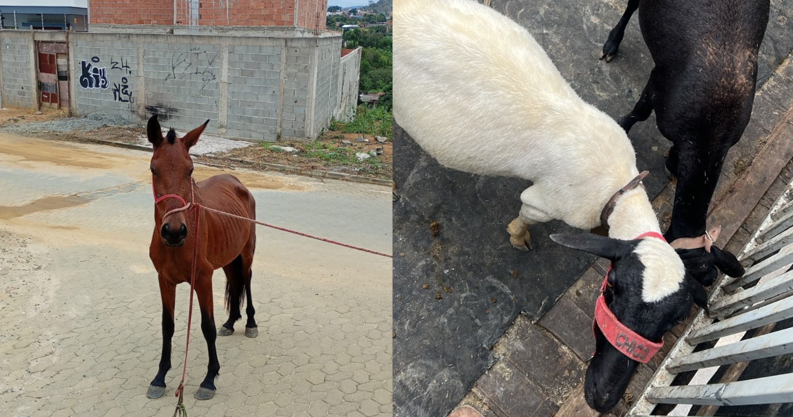 Secretaria de Serviços recolhe animais soltos em via pública em Cariacica Sede