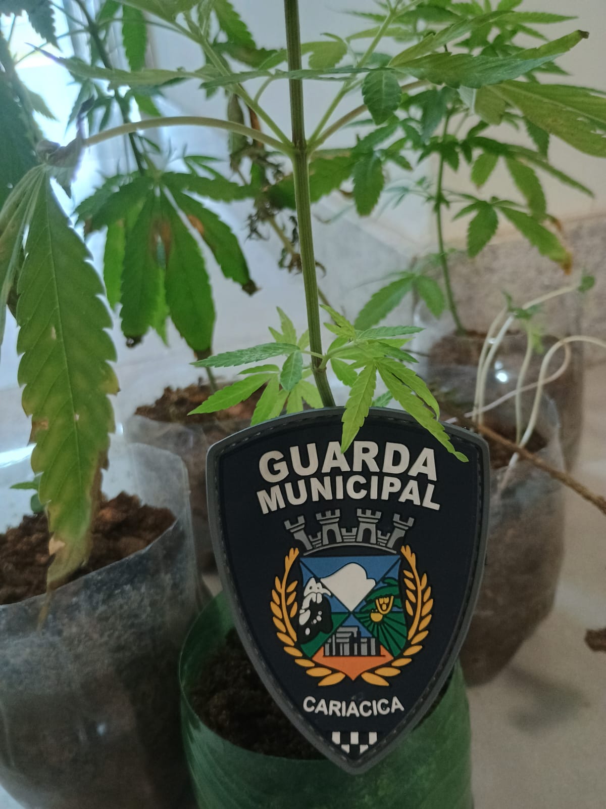 Guarda de Cariacica apreende pés de maconha em residência no bairro São Conrado