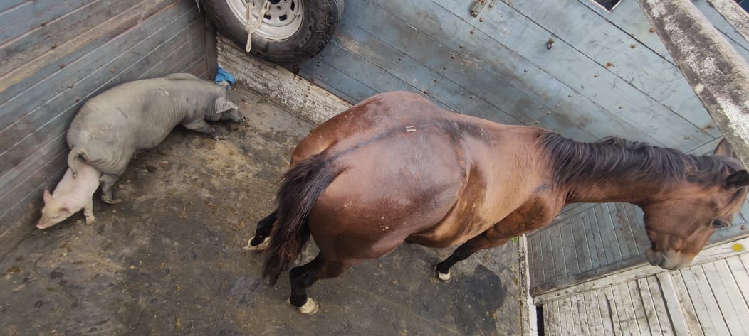 Prefeitura de Cariacica recolhe animais soltos em Jardim Campo Grande