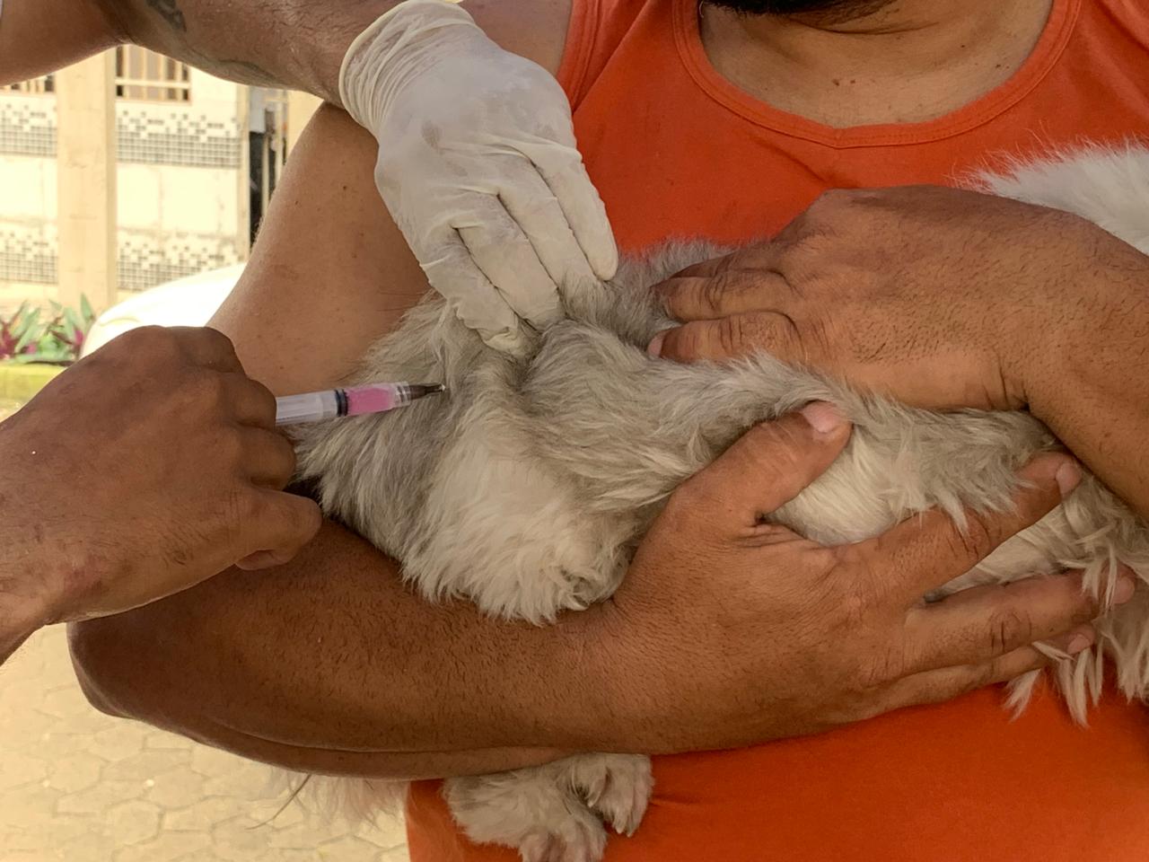 Sábado (27) tem nova etapa da Campanha de Vacinação Antirrábica 