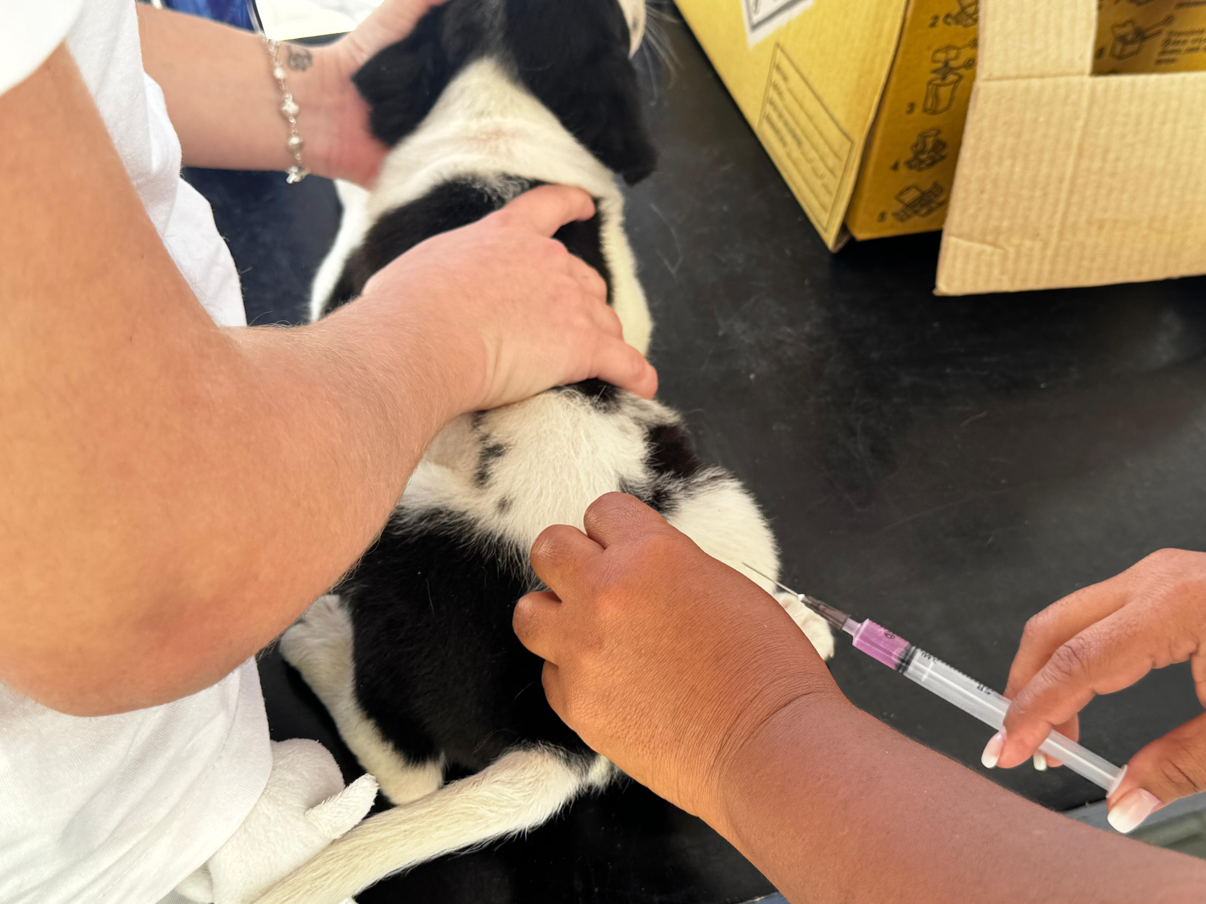 Mais de 7,7 mil cães e gatos são vacinados contra a raiva em Cariacica