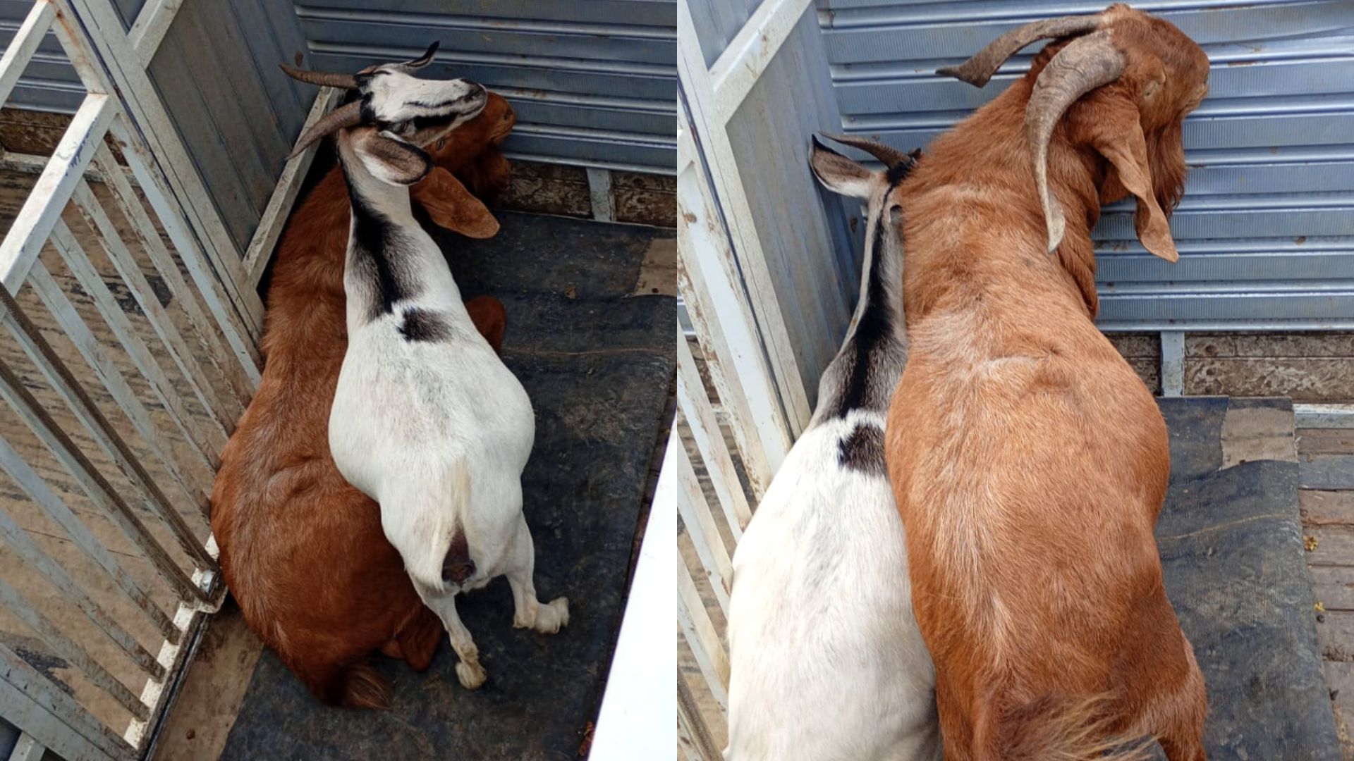 Secretaria de Serviços recolhe bode e cabra que estavam soltos em Santa Bárbara 