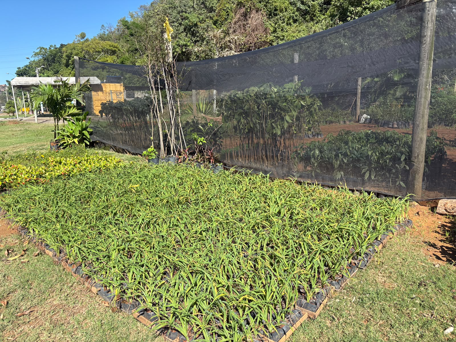 Horta comunitária é implantada no Parque O Cravo e a Rosa, em Nova Brasília