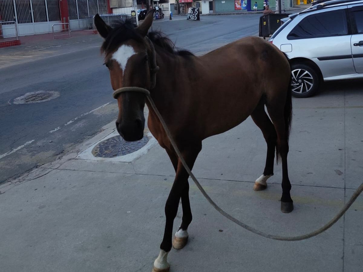 Prefeitura recolhe animal solto na Avenida José Sette e reforça alerta aos proprietários