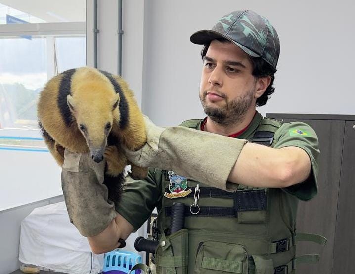 Tamanduá-mirim é resgatado no bairro Vila Merlo