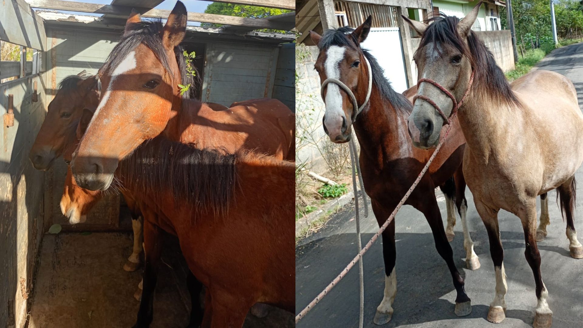 Prefeitura recolhe cinco cavalos que estavam soltos em Campo Verde e na Rodovia do Contorno