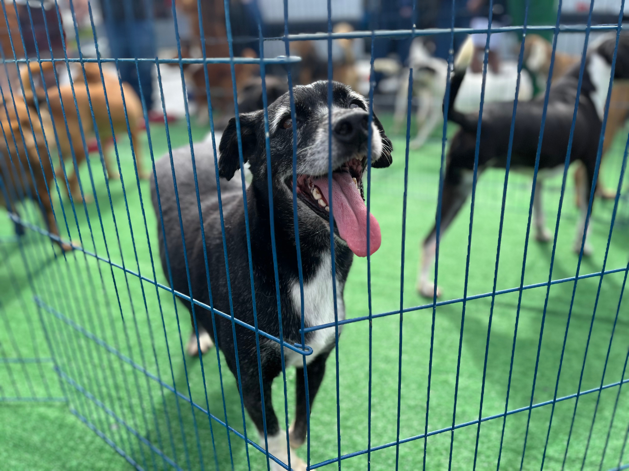 Procura um novo amigo? Evento de adoção com 30 cães e gatos acontece neste sábado (25)