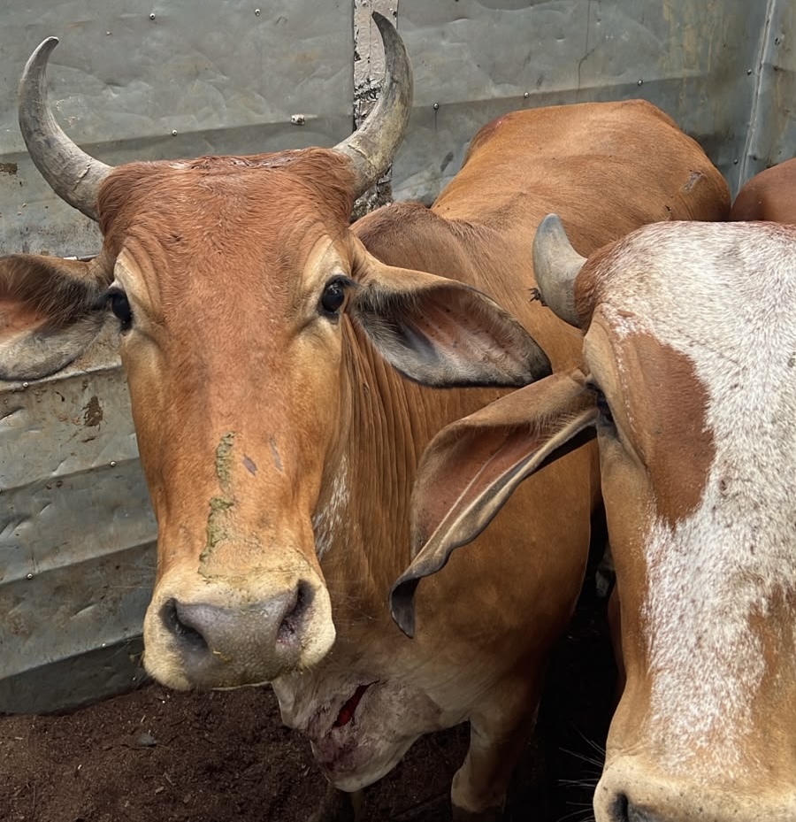Prefeitura resgata duas vacas soltas na Rodovia do Contorno após quatro horas de busca