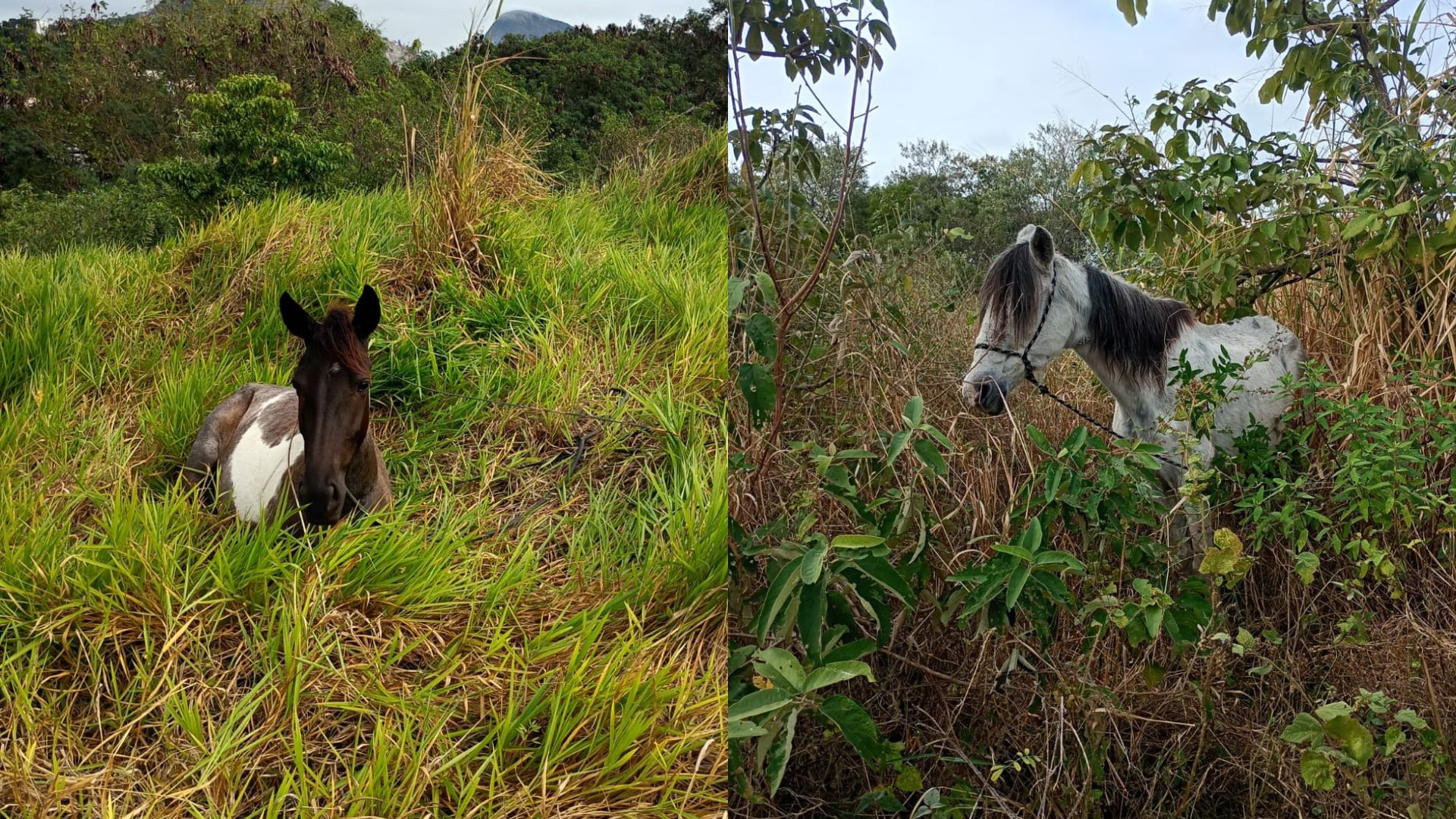 Prefeitura recolhe cavalos que estavam amarrados em Nova Valverde e reforça importância da guarda responsável