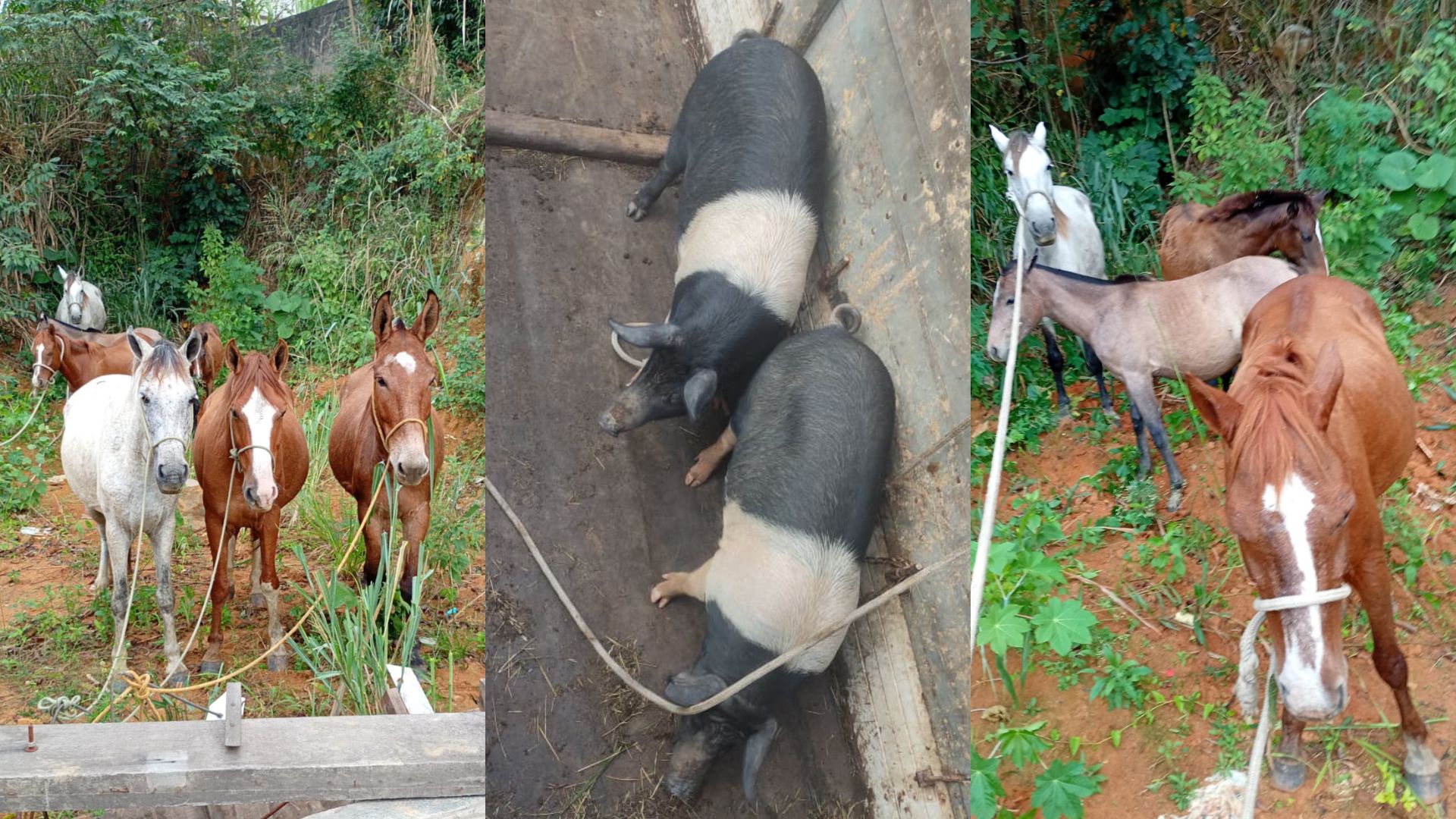 Prefeitura recolhe cavalos e porcos soltos na Rodovia Leste Oeste e no bairro São Francisco