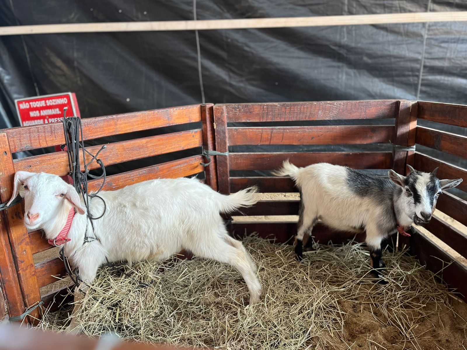 Cariacica 136 anos: Mini Fazendinha promete diversão e contato com a natureza para toda a família