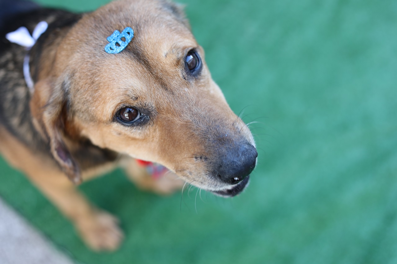 Nova chance: adoção responsável transforma a vida de animais resgatados
