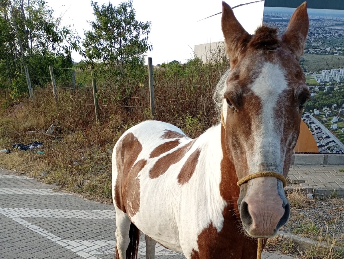 Cavalo solto é recolhido na Rodovia Leste-Oeste em Cariacica neste domingo (3)