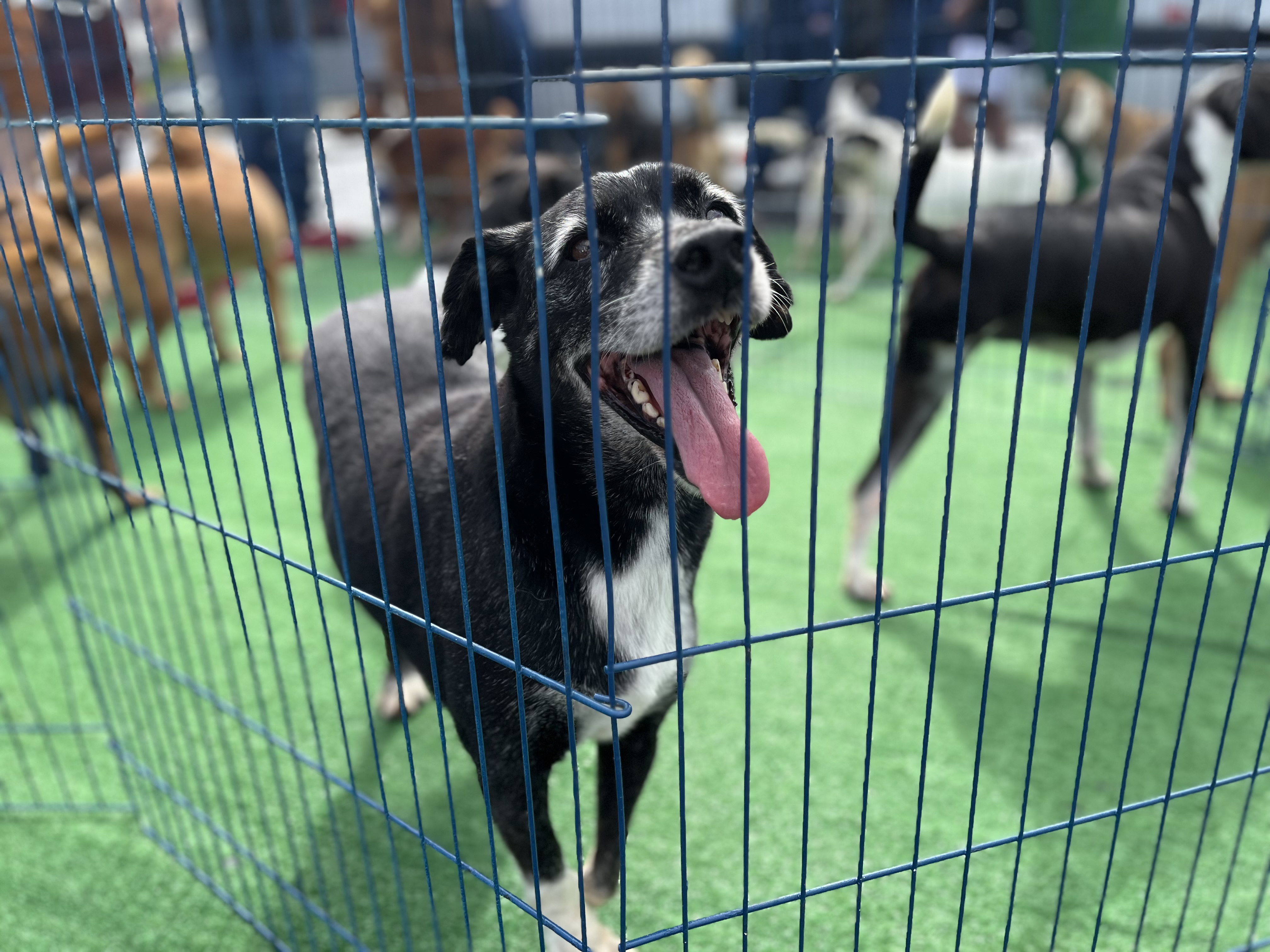 Feira de adoção transforma sábado (9) em dia de reencontros e novas famílias para cães resgatados