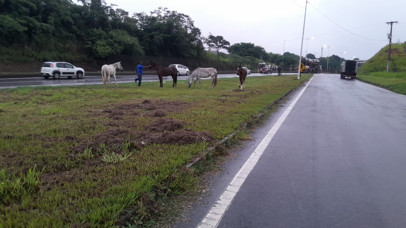 Prefeitura recolhe cavalos que estavam soltos na Rodovia do Contorno