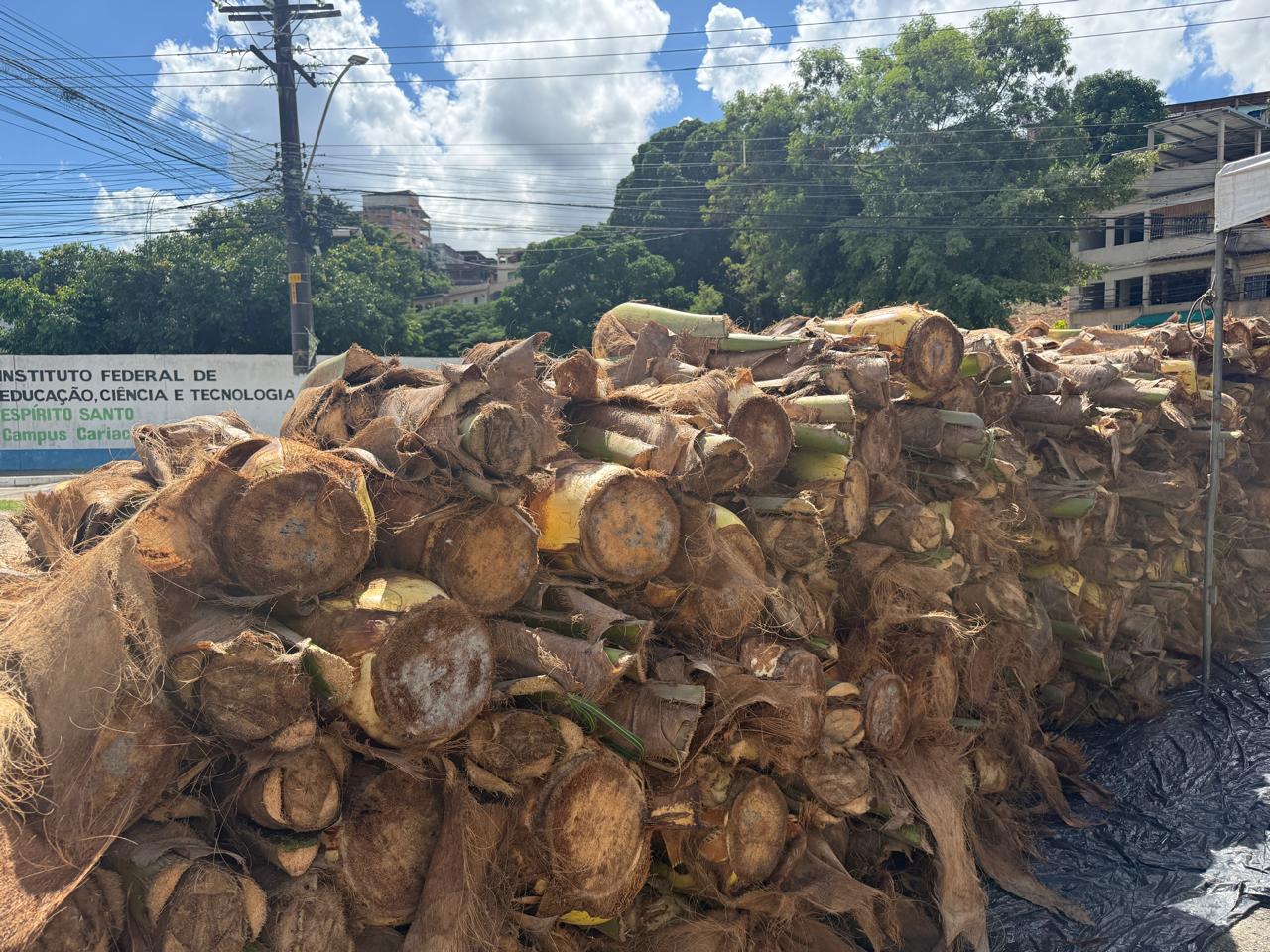 Venda de palmito em pontos autorizados já começou em Cariacica 