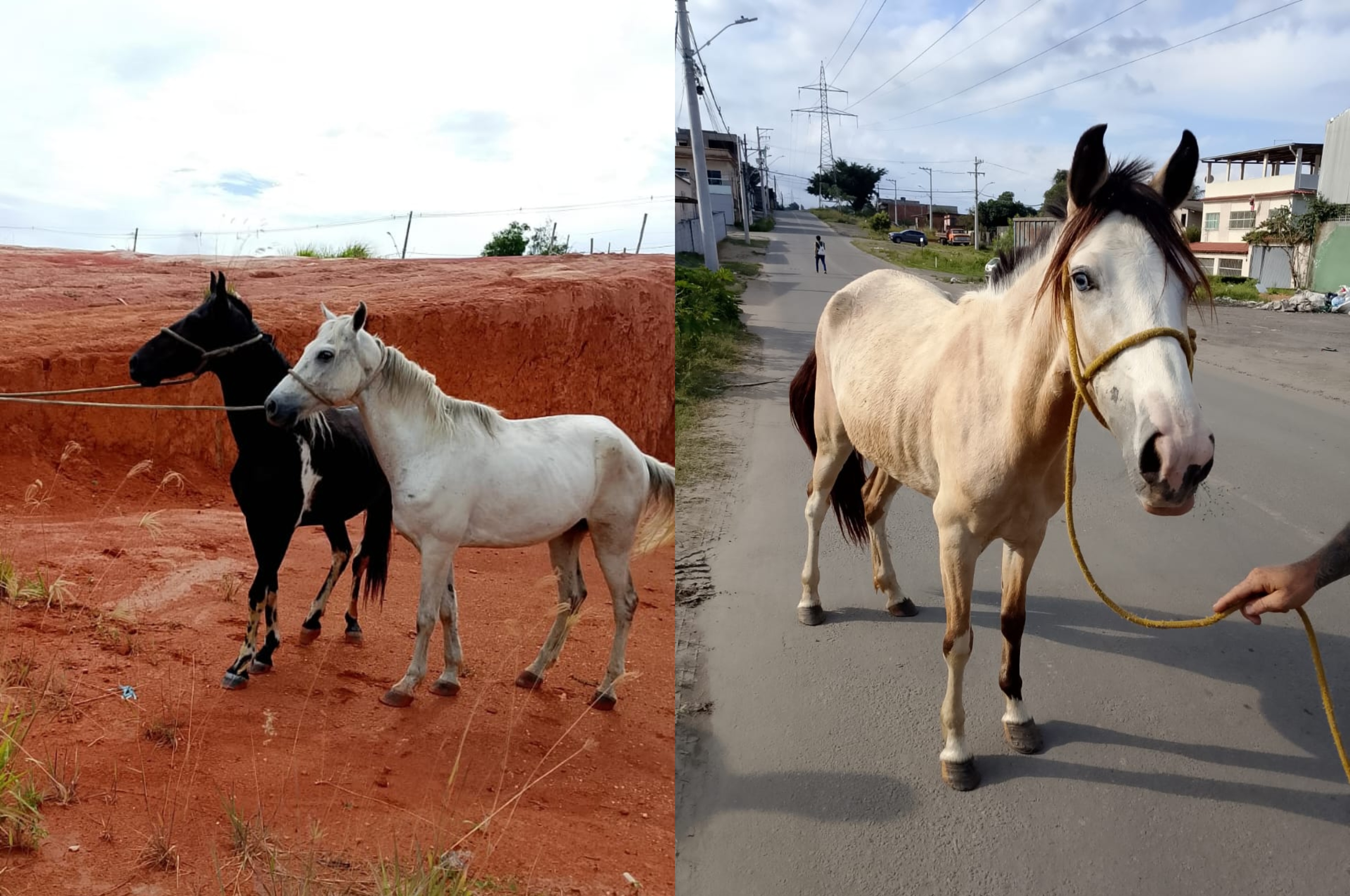 Secretaria de Serviços recolhe 11 animais em vias públicas de Cariacica