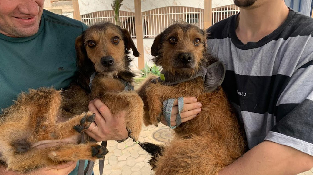 Centro de Controle de Zoonoses alerta população nas ações de prevenção contra a raiva